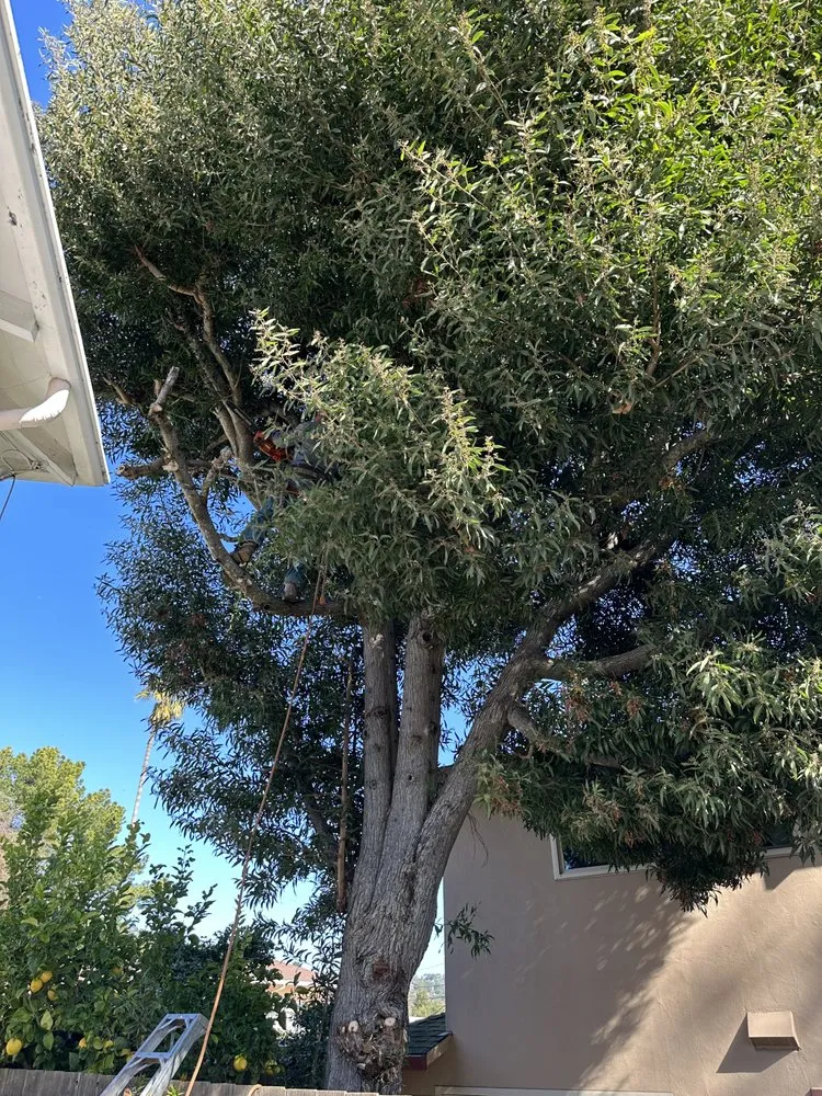 Reliable yard cleanup service experts serving San Carlos, CA - JR Gardening Service