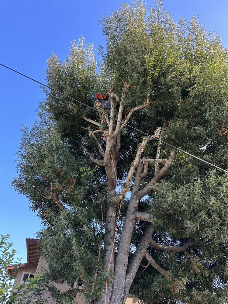 Trusted landscape installation in San Carlos, CA by JR Gardening Service