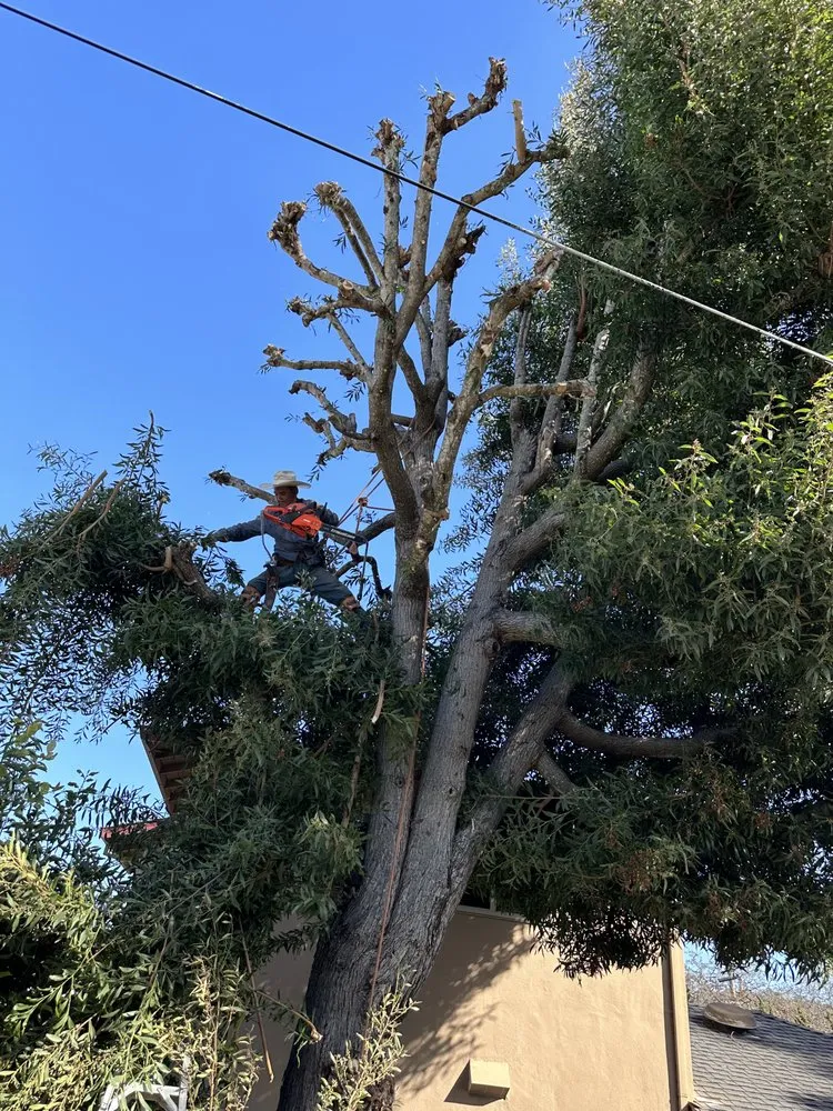 Top-rated landscaping services experts serving San Carlos, CA - JR Gardening Service