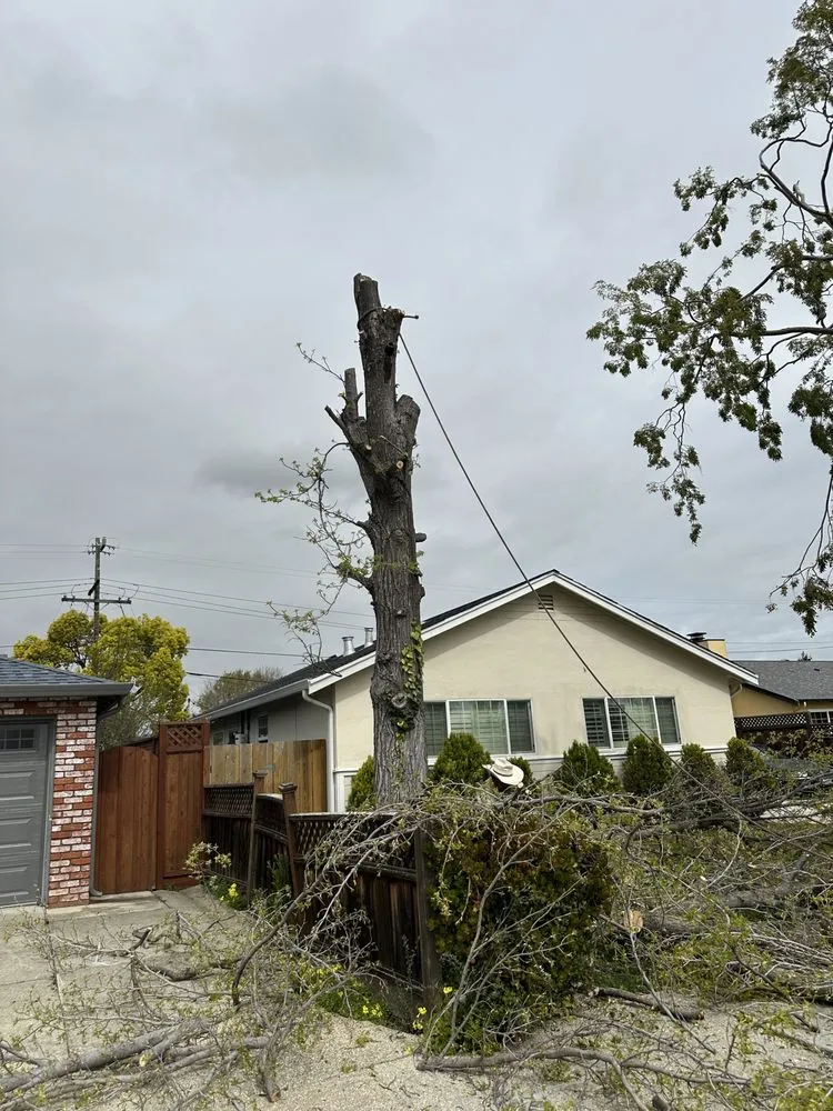 Expert lawn mowing service experts serving San Carlos, CA - JR Gardening Service