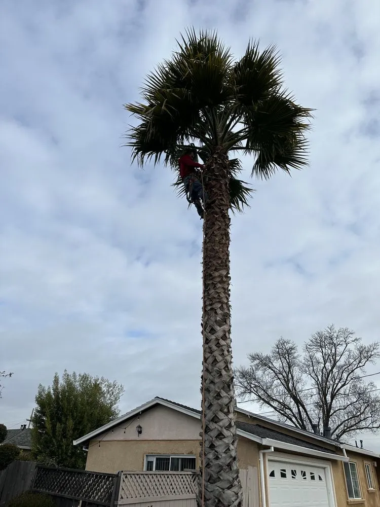 Top-rated landscape installation for residential properties across San Carlos, CA - JR Gardening Service