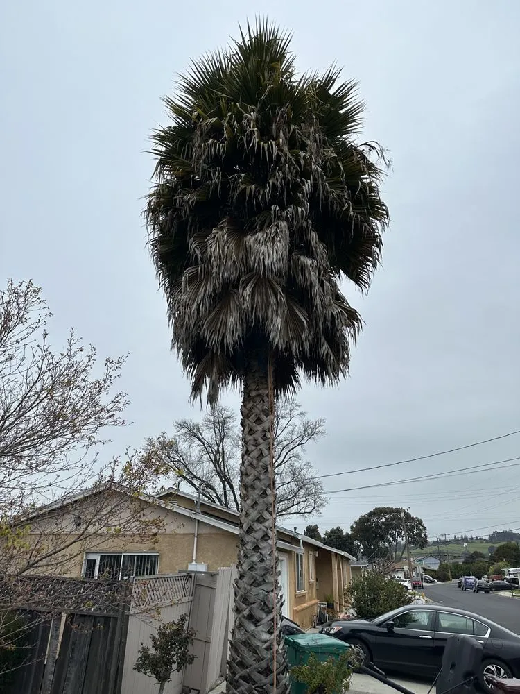 Expert yard maintenance in San Carlos, CA - JR Gardening Service