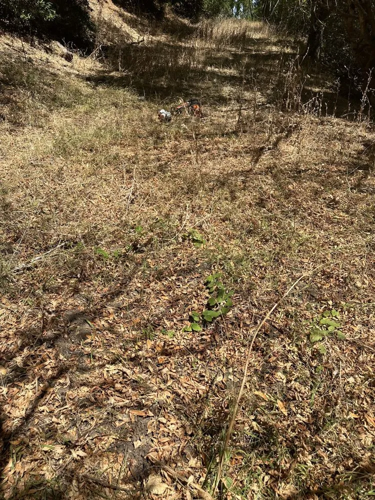 Trusted lawn care service in San Carlos, CA by JR Gardening Service