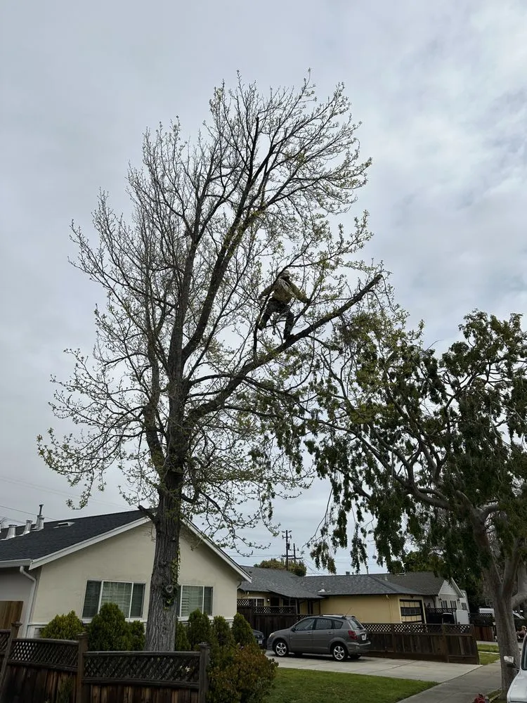 Expert lawn care service in San Carlos, CA - JR Gardening Service