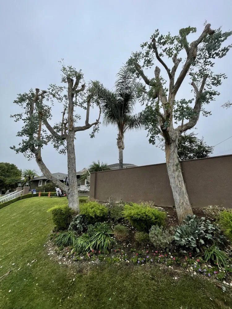 Trusted yard maintenance in West Covina, CA - JR Landscape And Design