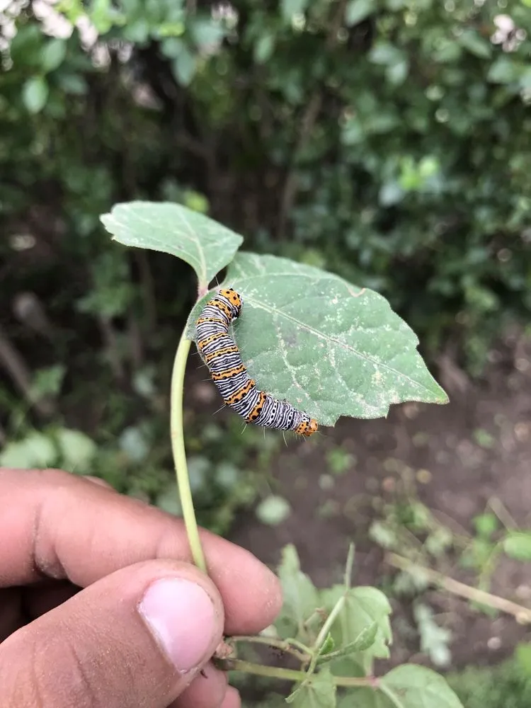 Reliable yard cleanup service experts serving Flushing, NY - JR Landscape of New York