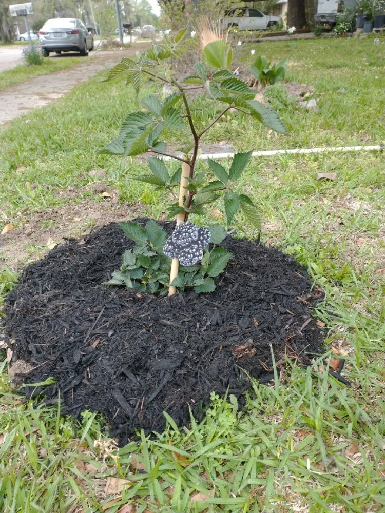 Top-rated landscaping services for beautiful yards in Houston, TX by J&R Landscaping and Construction