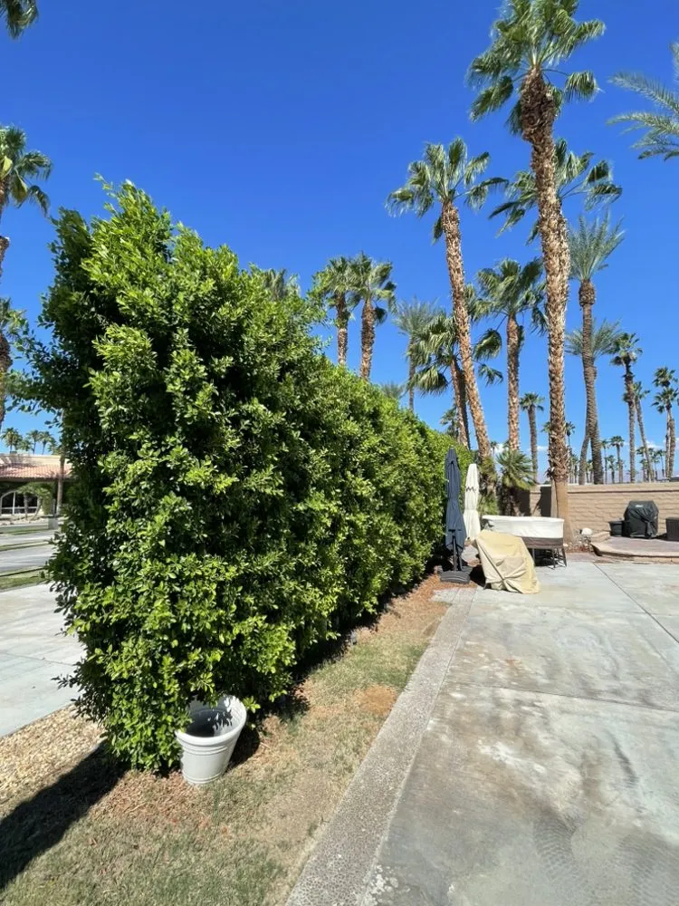 Trusted landscaping services for residential properties in Coachella, CA by JR Landscaping