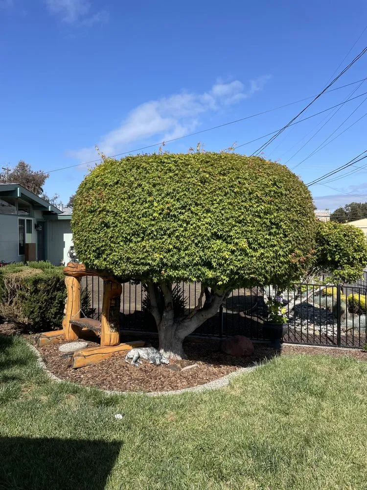 Affordable landscape design for year-round maintenance across Oakland, CA - JR Landscaping