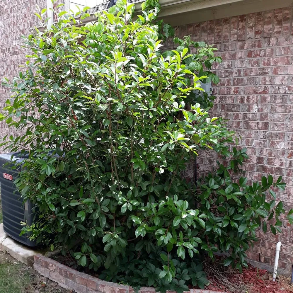 Expert yard cleanup service in Orange, TX by JR Landscaping
