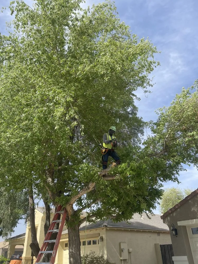 Custom yard maintenance for homes in Peoria, AZ by J&R Landscaping