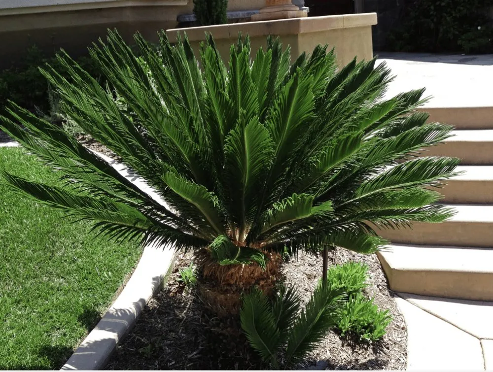 Reliable yard cleanup service in Peoria, AZ - J&R Landscaping