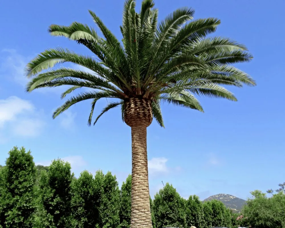 Custom garden landscaping in Peoria, AZ - J&R Landscaping