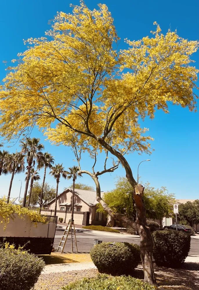 Reliable residential landscaping near you across Peoria, AZ - J&R Landscaping