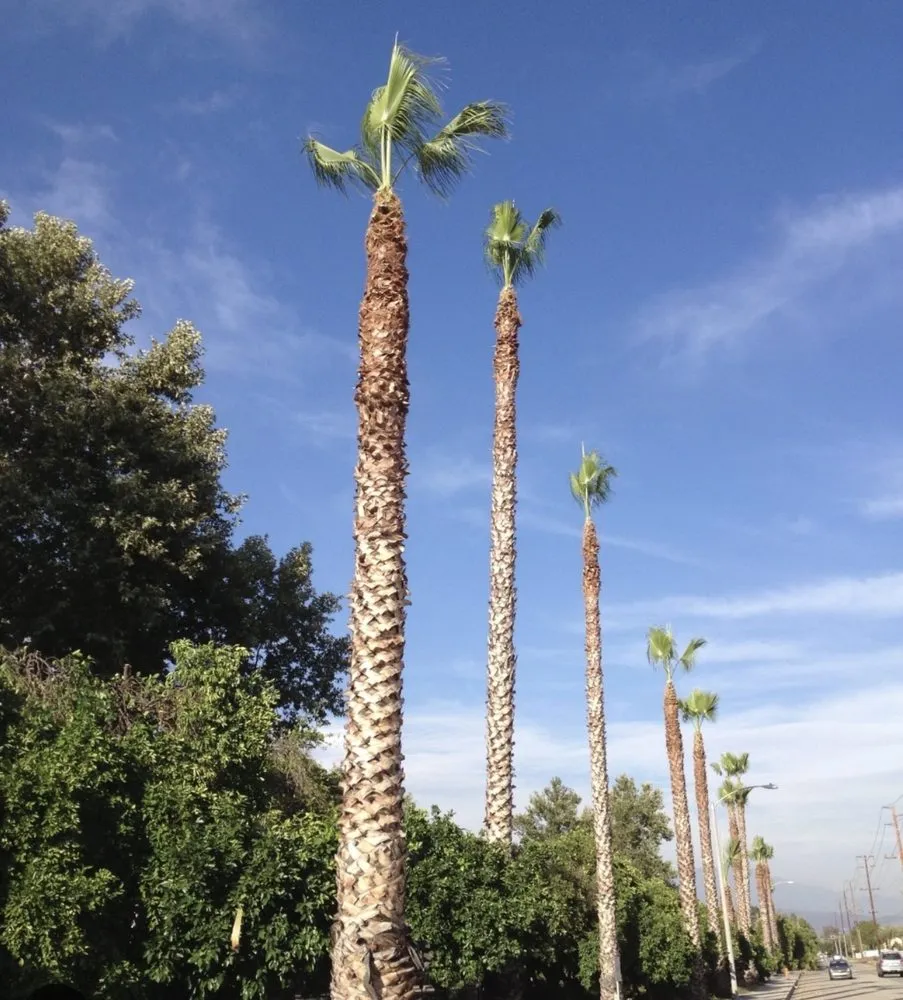 Reliable yard maintenance experts serving Peoria, AZ - J&R Landscaping