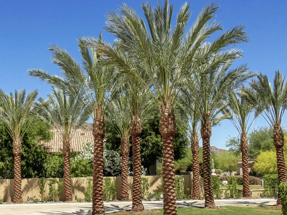 Affordable garden landscaping near you across Peoria, AZ - J&R Landscaping