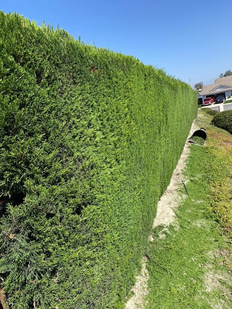 Expert landscape installation in Vista, CA by JR Landscaping Services