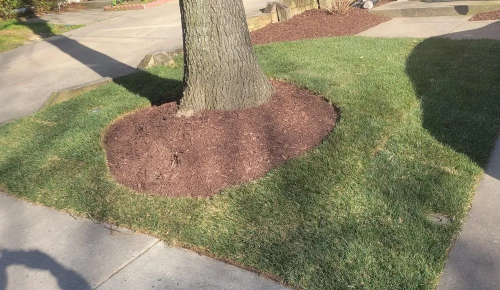 Trusted lawn care service for outdoor upgrades in Silver Spring, MD by Jr Lawn & Tree Services