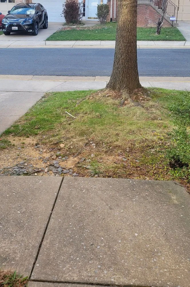 Professional lawn mowing service for homes in Silver Spring, MD by Jr Lawn & Tree Services