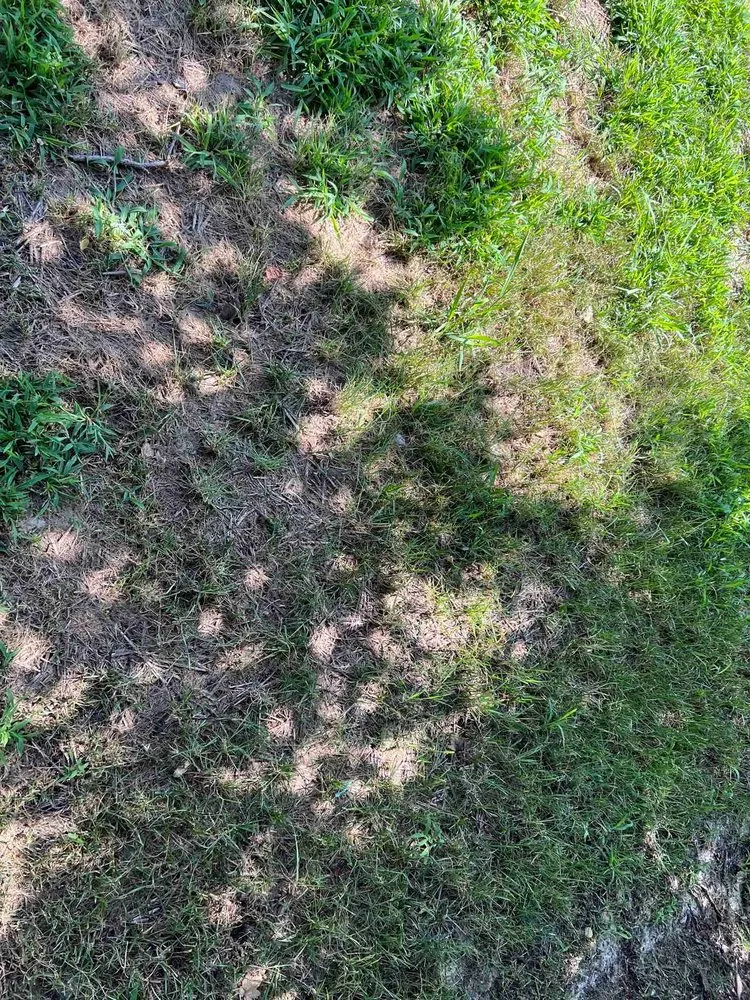 Custom lawn care service for beautiful yards across Newport News, VA - J&R Lawn And Landscape