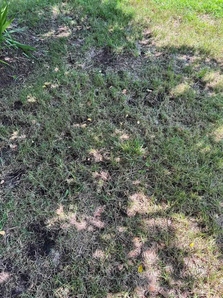 Reliable lawn mowing service for year-round maintenance in Newport News, VA by J&R Lawn And Landscape