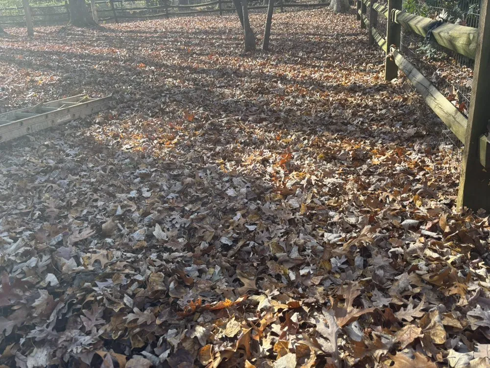 Professional yard cleanup service in Charlotte, NC by Jr Lawn Care Services