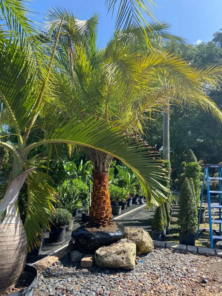 Reliable residential landscaping experts serving Minneola, FL - J&R Palms And Landscaping