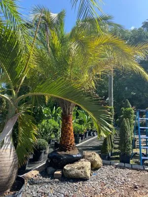 J&R Palms And Landscaping