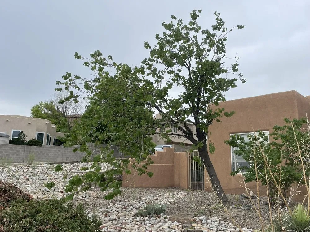 Top-rated yard cleanup service experts serving Rio Rancho, NM - JR Scapes