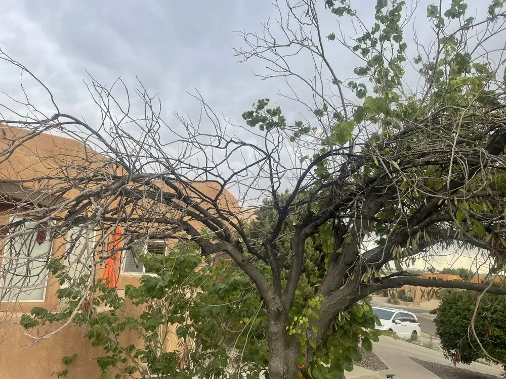 Top-rated lawn care service in Rio Rancho, NM by JR Scapes