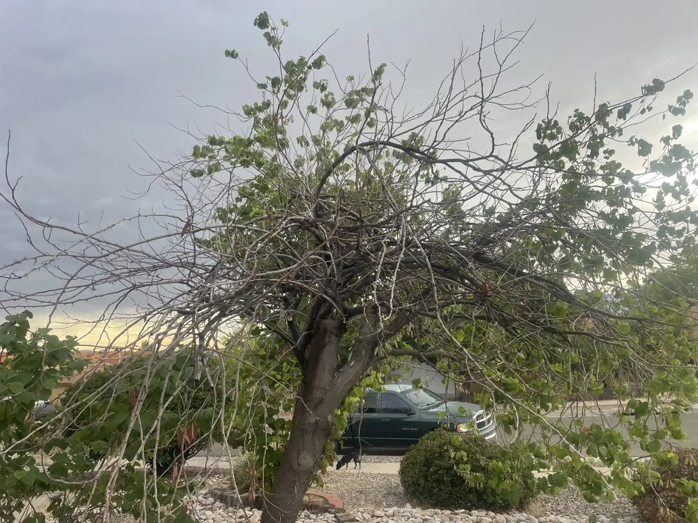 Expert lawn mowing service for year-round maintenance across Rio Rancho, NM - JR Scapes