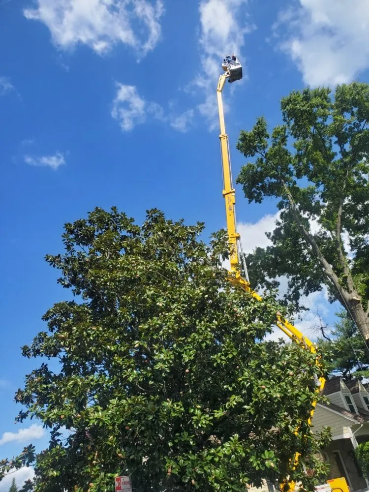 Local residential landscaping experts serving Haywood, VA - JR Sisk Tree & Landscaping Expert