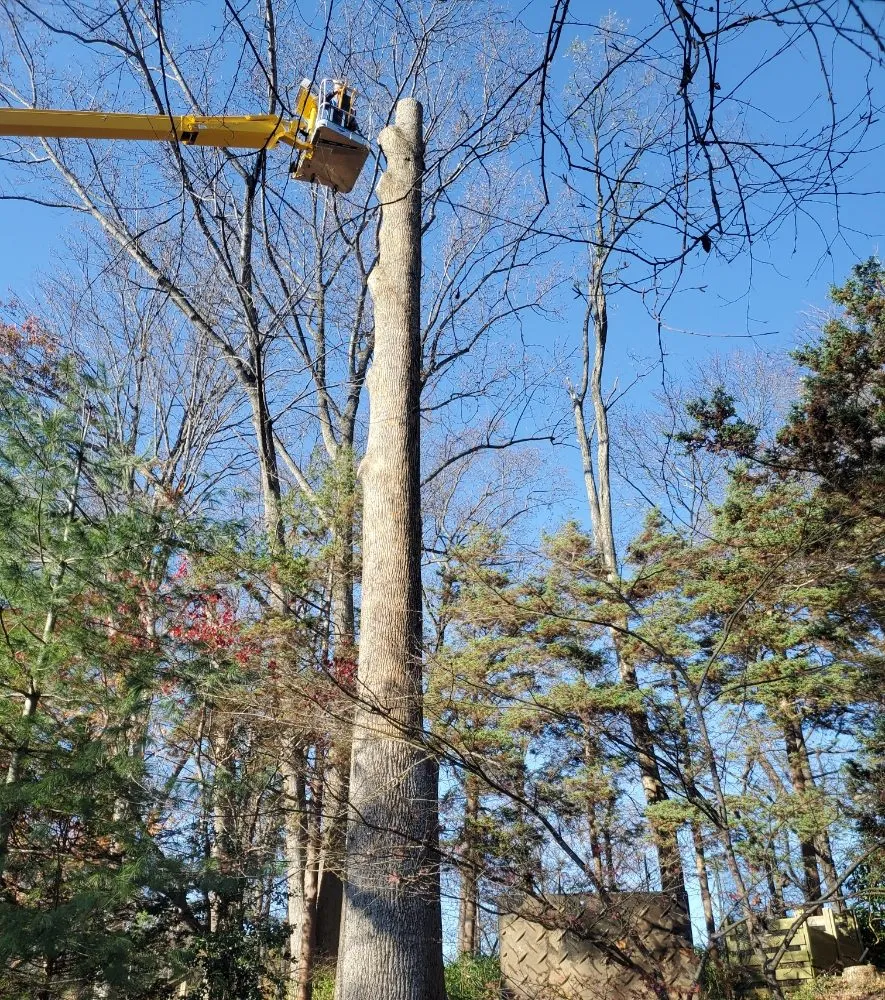 Trusted lawn care service near you across Haywood, VA - JR Sisk Tree & Landscaping Expert