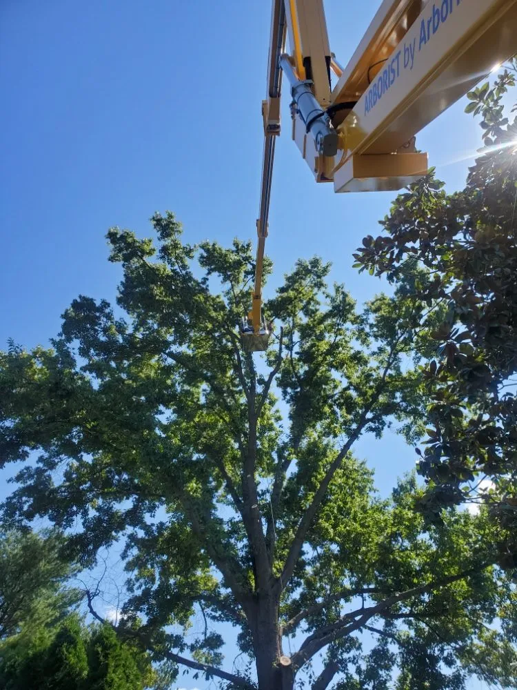 Professional yard maintenance with custom design across Haywood, VA - JR Sisk Tree & Landscaping Expert