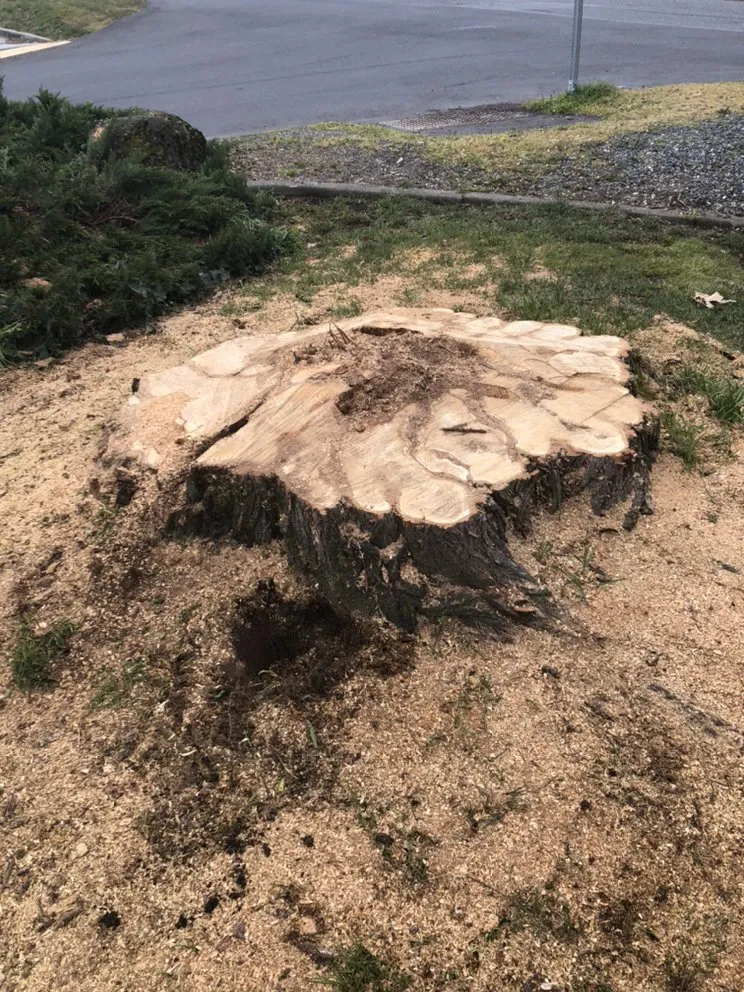 Affordable outdoor landscaping in Tacoma, WA - JR Stump Grinding