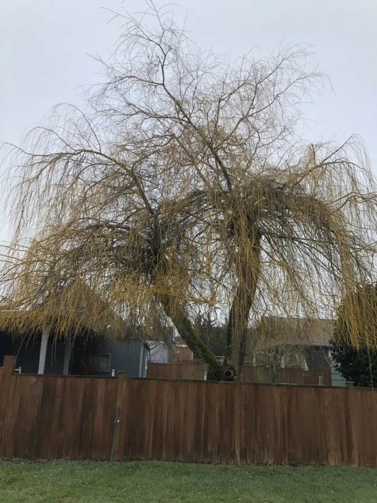 Local landscape installation with custom design in Tacoma, WA by JR Stump Grinding