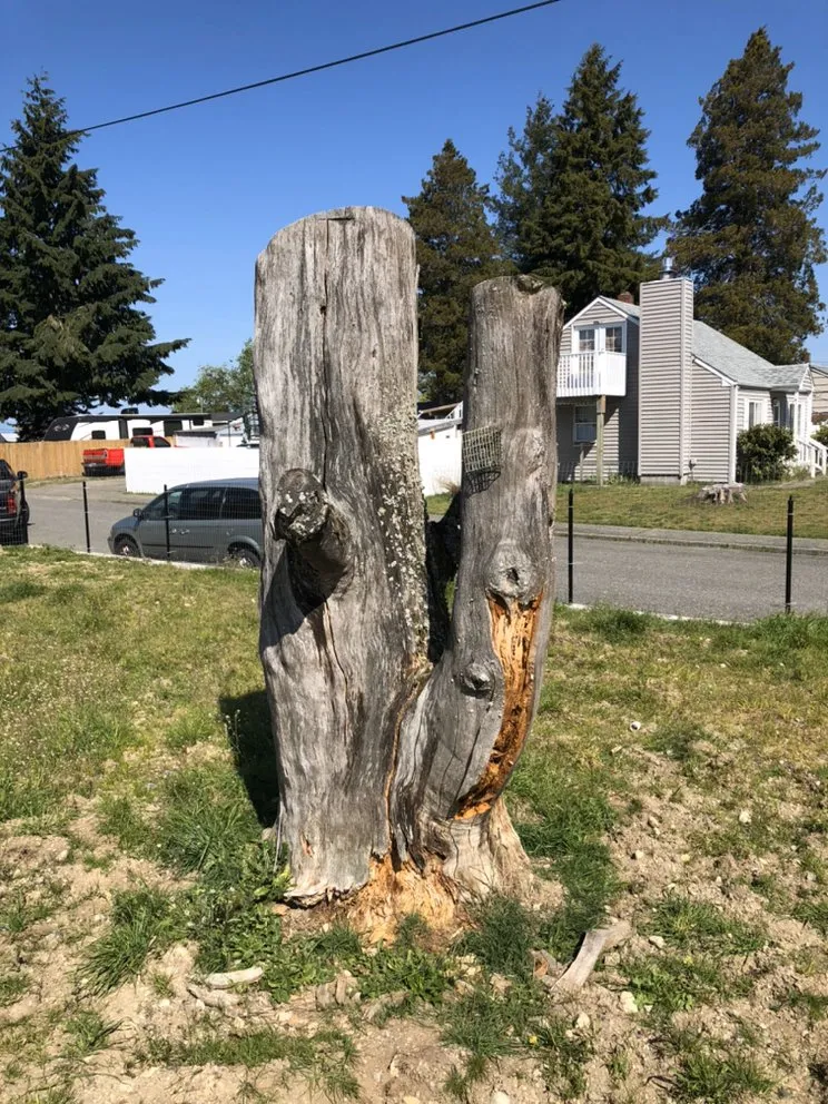 Expert lawn mowing service experts serving Tacoma, WA - JR Stump Grinding