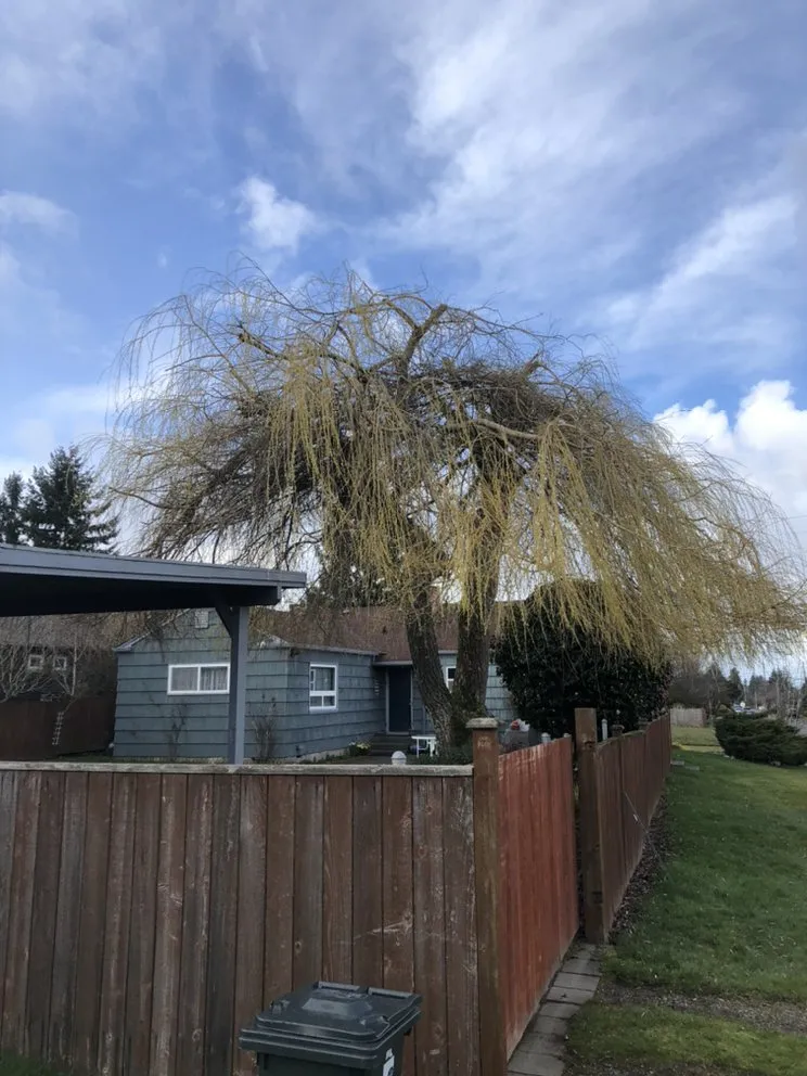 Professional landscape design experts serving Tacoma, WA - JR Stump Grinding