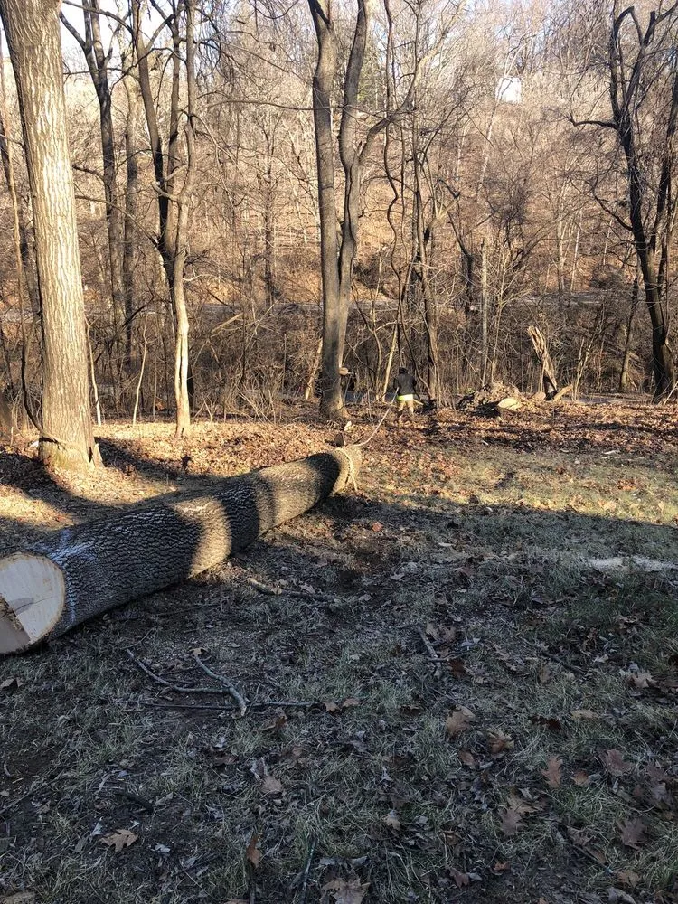 Expert yard maintenance for year-round maintenance in Florissant, MO by JR Tree and Lawn Care