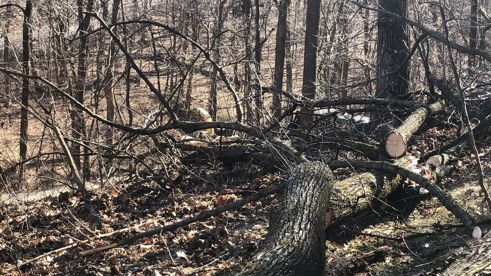 Reliable yard maintenance experts serving Florissant, MO - JR Tree and Lawn Care