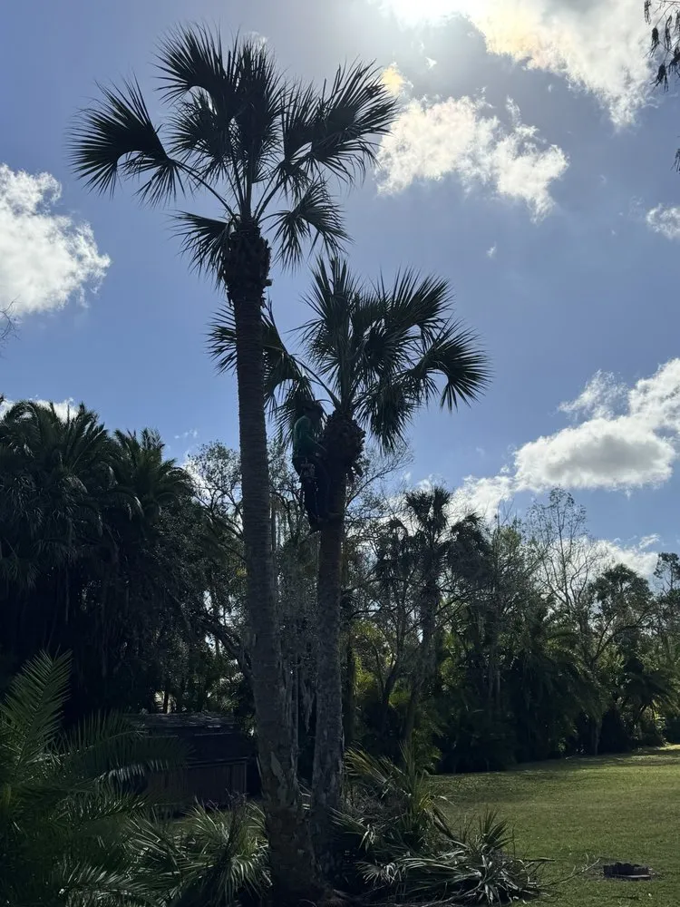 Top-rated outdoor landscaping in Tampa, FL by J&R Tree Removal