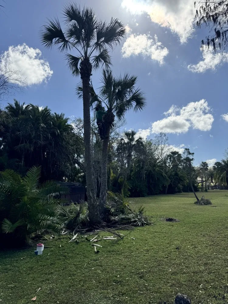 Professional lawn care service for year-round maintenance in Tampa, FL by J&R Tree Removal