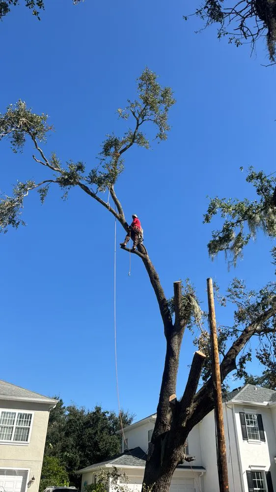 Expert lawn mowing service for year-round maintenance across Tampa, FL - J&R Tree Removal