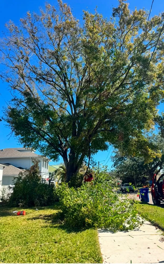 Expert yard cleanup service experts serving Tampa, FL - J&R Tree Removal
