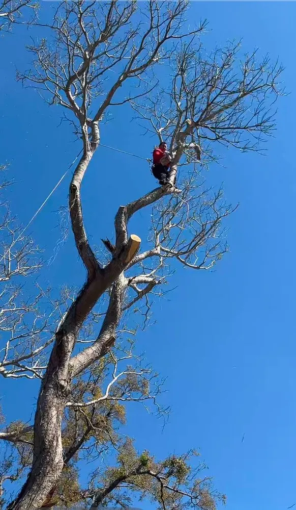 Custom garden landscaping experts serving Tampa, FL - J&R Tree Removal