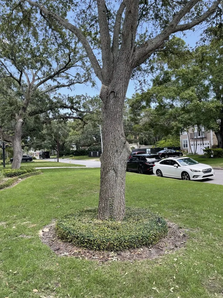 Local landscaping services in Tampa, FL - J&R Tree Removal