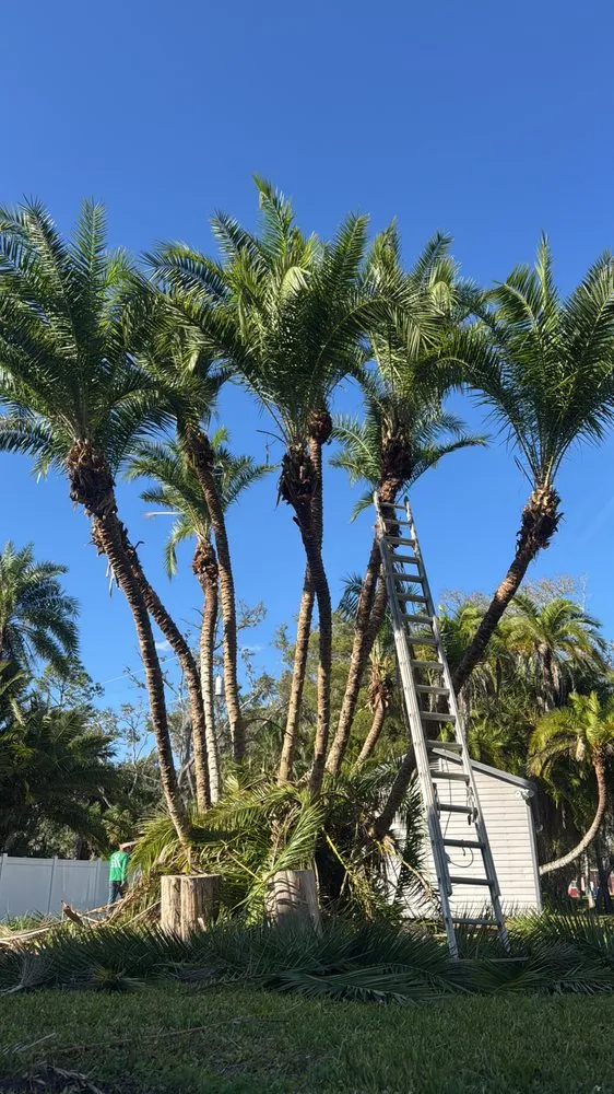 Professional landscaping services in Tampa, FL by J&R Tree Removal