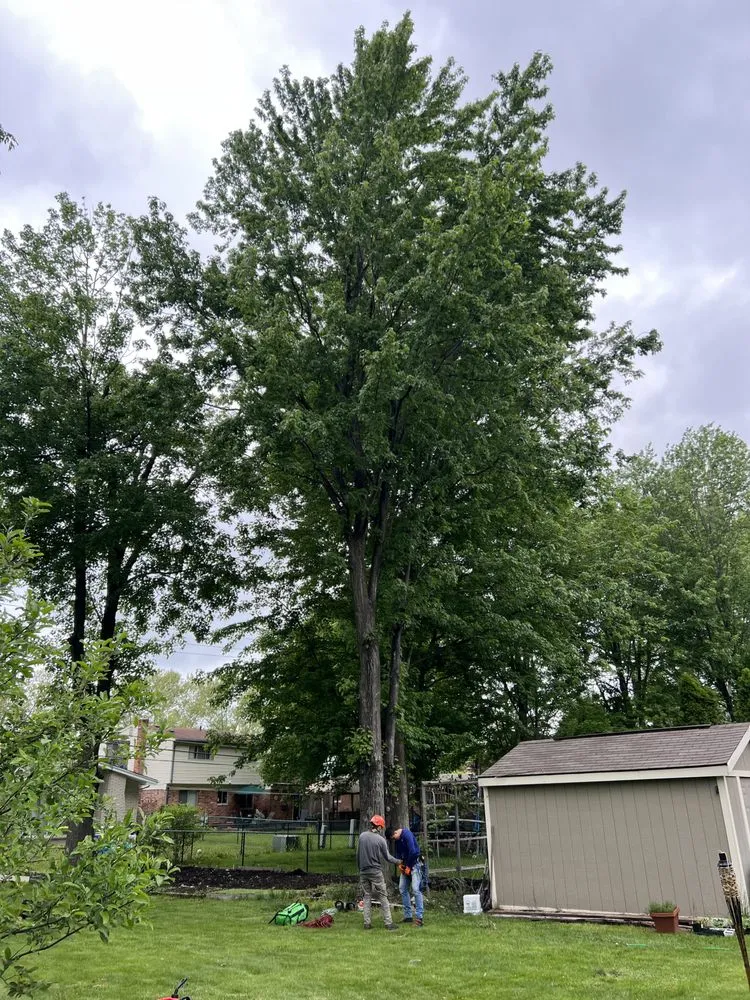 Reliable yard cleanup service experts serving Utica, MI - J&R Tree Removal