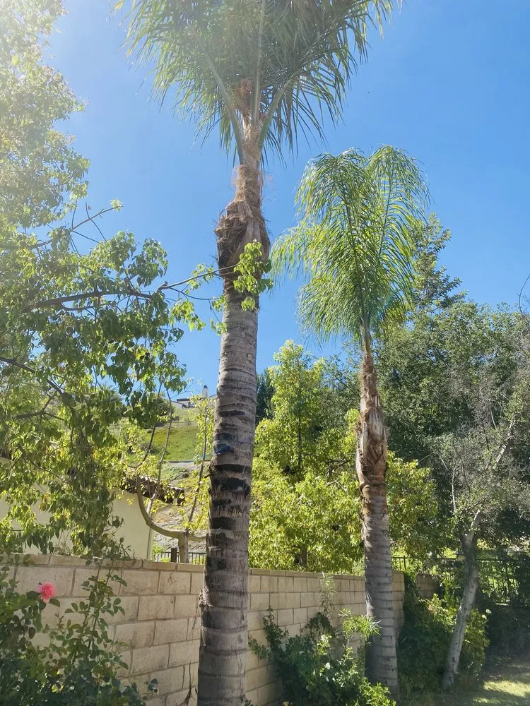 Affordable landscaping services for beautiful yards across Newhall, CA - JR tree Service and Brush Clearance & landscape