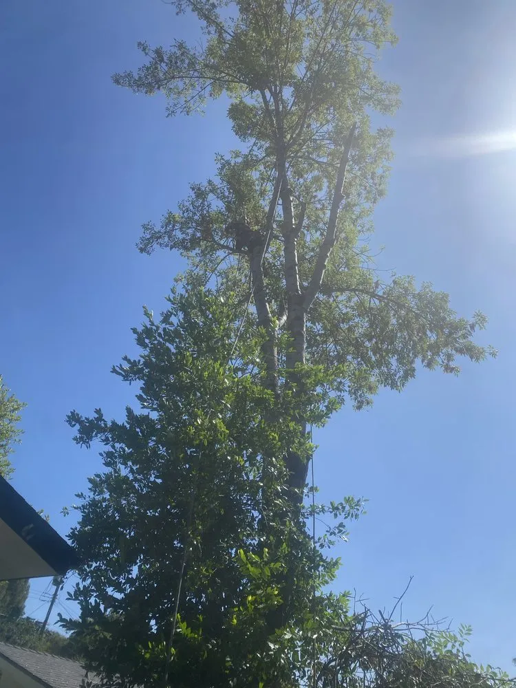 Reliable lawn mowing service in Newhall, CA - JR tree Service and Brush Clearance & landscape